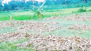 গ্রামীন দৃশ্য