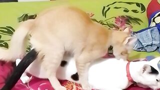 Cute Cat Love Story ????
