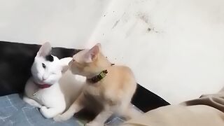Beautiful Cat Couple Video