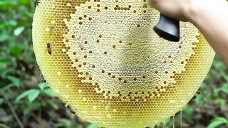 Golden Honey Harvest ????