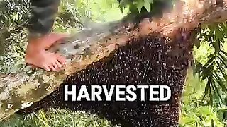 Sweet Harvest Time