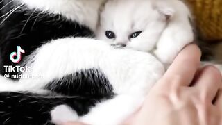 So Cute Cat and Kitten