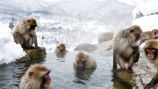 Funny Monkey 11