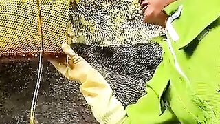 The Art of Honey Harvesting