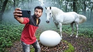 horse egg