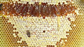 The Art of Honey Harvesting 2
