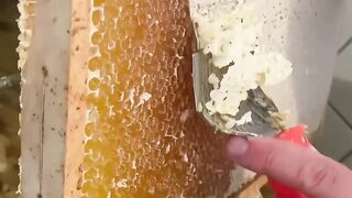 Harvesting_Honey___Food_Network