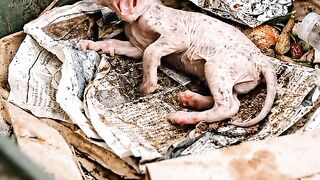 ????❤️ Tiny Kitten Rescue from Dustbin