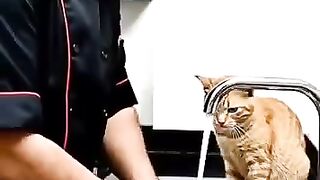 ????❤️ Rescued a Hungry Kitten from the Dustbin!