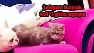 si mika bikin rusuh aja???? - Tigerasia88
