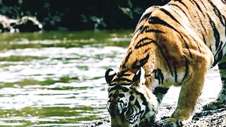 The Tigers is attacked by alligator.