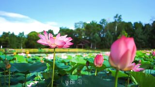 সরি দীপান্বিতা বাংলা গান