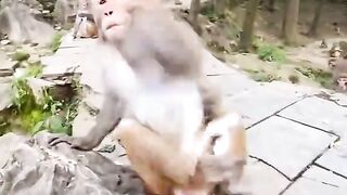 Monkey funny 7