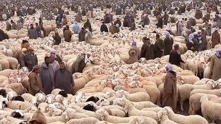 Hoe pragtig lyk die Eid-ul-Azha-dieremark. 2