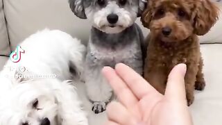 Funny dogs 25