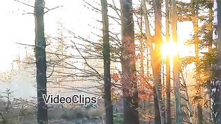 The Romantic Bangla Short Video Song