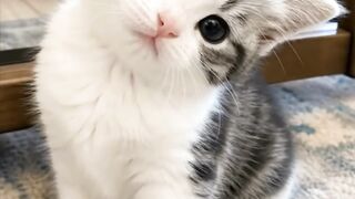 cute cat 62