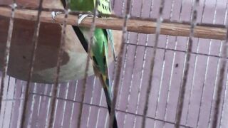 টিকা পাখি