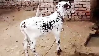 Cow and babies