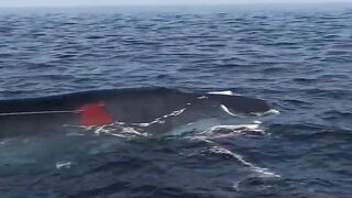 Whale vs Human