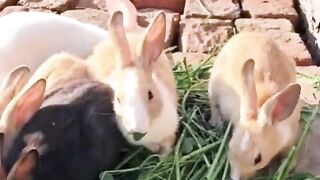 Rabbits farming