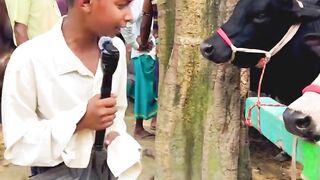 গরুর হাট