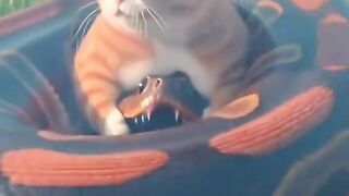 MOWMOW Cat