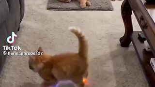 So Cute 17
