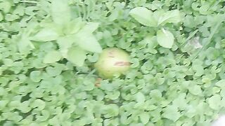 চুলসী পাতা গাছ
