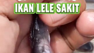Cara mudah mengobati lele sakit