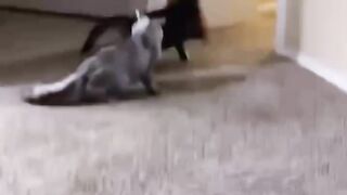 Cat fighting like UFC