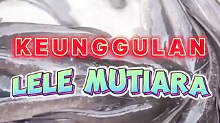 Keunggulan lele MUTIARA MUtu TInggi Tiada TAra