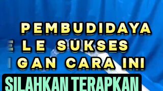 80% Pembudidaya lele sukses menerapkan cara ini