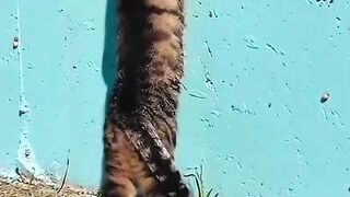 ইঁদুর বাবাজি কি রাগ করলা