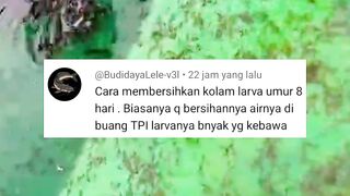 Gunakan TRIK ini dijamin larva lele aman saat panen & sortir