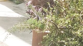My cats 8