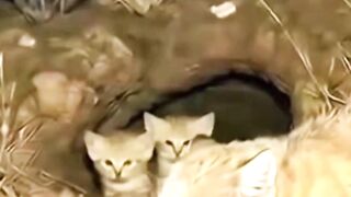 Snake Ordered Death For Dinner #wildlife #raselviper #rattlesnakes #sandcat #wildcat
