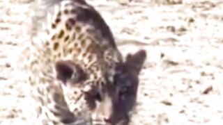 Fox Woke Up To Disaster #wildlife #animals #fox #leopard #diaster