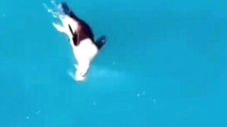 Orcas Turned Bro Into AirMail #orcas #airmail #sealion #animals #lifeatsea
