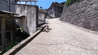 When I petted a cat that was sleeping on the slope, other cats gathered around.