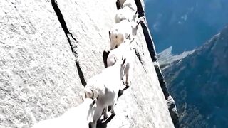 Born To Defy Deadly Cliffs