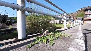 The stray cat was so cute, rolling around excitedly whenever it saw a person.