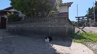 I'm releasing a compilation of previously unreleased cat videos I filmed this week. 10