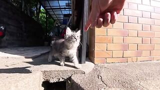 I met a pair of kitten brothers in an alleyway in a fishing port town.