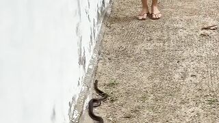 Funny Snakes Magic