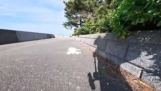 A cat that always says hello when you meet it