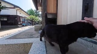 I was taking a break behind the shrine when a black cat trotted over and sat down next to me.