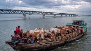 ​মেঘলা আকাশে পদ্মা সেতু এবং নদী পথে গরুর যাত্রা