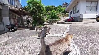 As I headed towards the cat gathering place on the cat island, the cats started to gather around me.