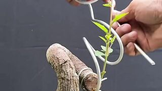 Would you like to design the beautiful trees in the park like this?